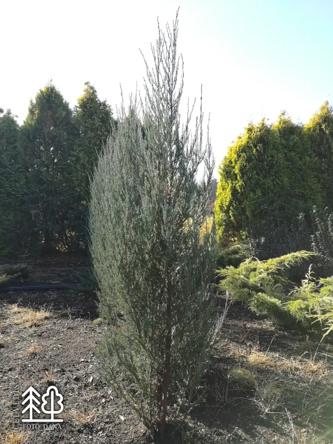 Juniperus scopulorum   'Blue Arrow'